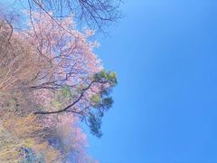 -少华山国家森林公园