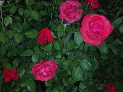 -上海安亭别墅花园酒店