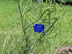 -中国科学院西双版纳热带植物园