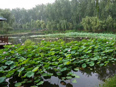 -微山湖红荷湿地景区