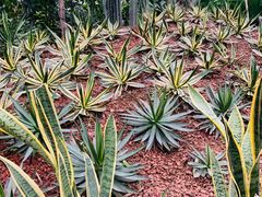 -呀路古热带植物园