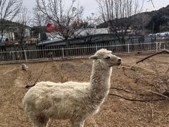 -丽泽山庄·生态怀柔菜·虹鳟鱼(红螺寺店)