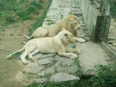 -石家庄市动物园