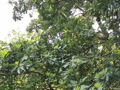-狐尾山公园