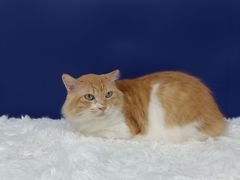 -爱洗澡的猫(天河路店)