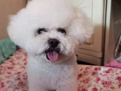 -北京观赏动物医院·24小时大型综合·猫专科·异宠专科