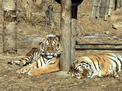 -大连森林动物园