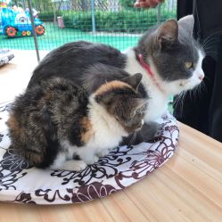 -萌宠亲子动物乐园(槐房万达店)