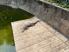 -深圳野生动物园