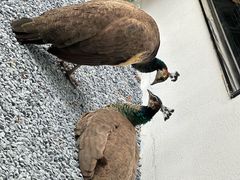 -J Create城市露营咖啡·简餐·宠物(上海动物园店)