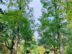-东平国家森林公园
