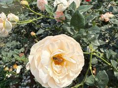 -人民公园(罗湖区)