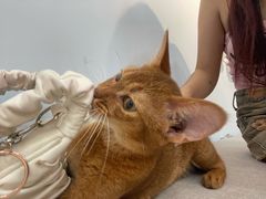 -喵宠乐园·撸猫互动·猫舍