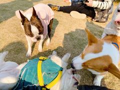 -栖露营camping·天幕烧烤·团建拓展·采摘营地