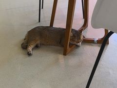 -藏猫猫咖啡主题馆(中央大道店)
