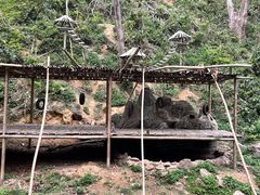 -西双版纳原始森林公园