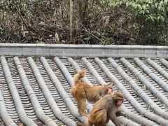 -黔灵山公园