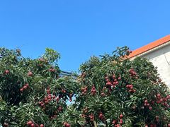 -广州市石门国家森林公园