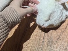 -有猫主题·治愈系猫咖(曾厝垵店)