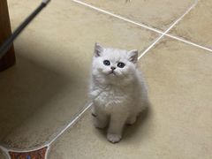 -糯米喵星人总部直营旗舰店·猫舍·幼猫出售