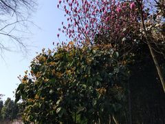 -龙头寺公园