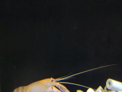 -上海大自然野生昆虫馆(东方明珠·爬宠昆虫探索中心)