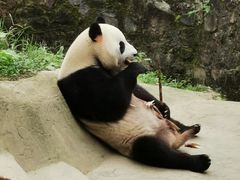 -都江堰中华大熊猫苑