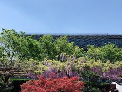 -嘉定紫藤园
