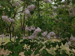 -大兴滨河森林公园