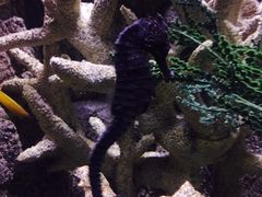 -悉尼海洋生物水族馆