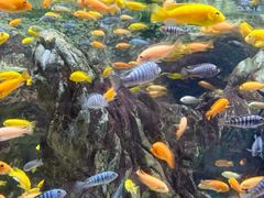 -太平洋海底世界