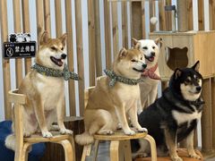 -柴迷FANS CLUB·柴犬狗咖·猫咖