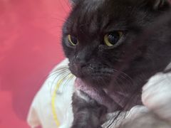 -和它·交个朋友·狗咖猫咖(爱琴海店)