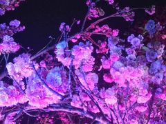 -天适樱花悠乐园