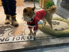 -柴迷FANS CLUB·柴犬狗咖·猫咖