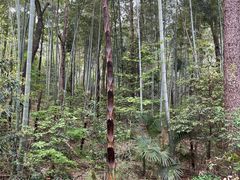 -青龙山国家森林公园