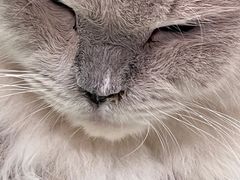 -怪兽屋·羊驼·猫咖·狗咖(俊华广场店)