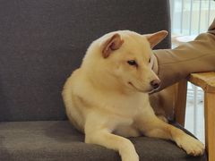 -南京Hallo宠物乐园·哈罗犬舍·柴犬繁育基地