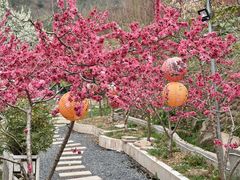 -桃源山庄·水蜜桃采摘·柴火鸡·烧烤团建(龙泉山店)