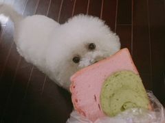 -爸爸糖手工吐司(上海五角场万达店)