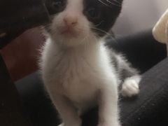 -PETKIT小佩宠物(古北店)
