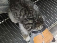 -艾贝尔宠物诊疗