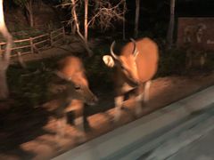 -清迈夜间动物园
