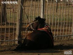 5-赛汗塔拉风情园