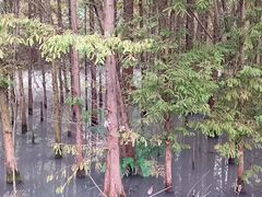 -桤木河湿地公园