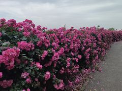 -上海滨江森林公园