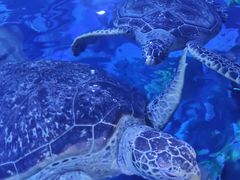 -成都浩海立方海洋公园