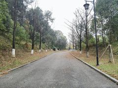 -铁山坪森林公园