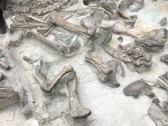 -自贡恐龙博物馆