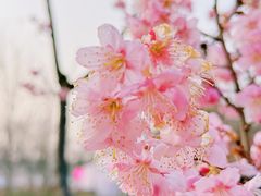 -顾村公园